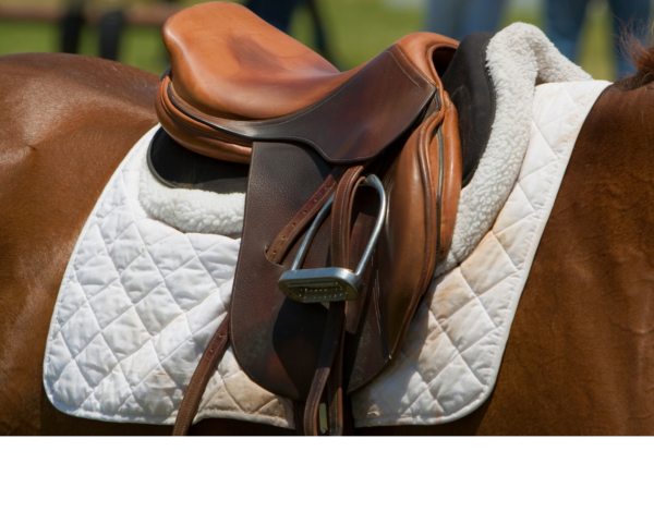 Selle Artemis – Image 2